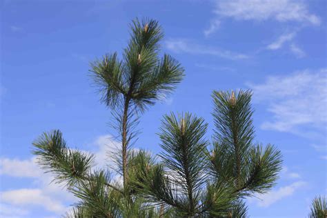 How to Grow and Care for Japanese Black Pine