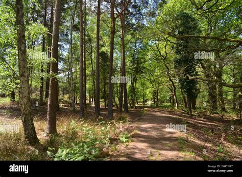 RSPB nature reserve, Arne, Dorset Stock Photo - Alamy