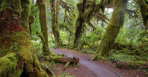 Hoh Rainforest, Forks | Roadtrippers