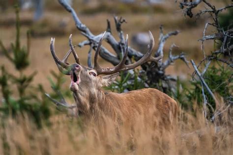 What Sound Does a Deer Make? (With Videos)