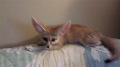 Fennec Fox & Cat Playing Together - YouTube