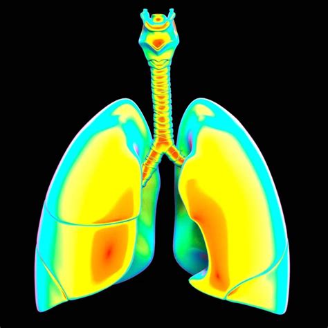 인간의 Human Respiratory System Lungs Anatomy — 스톡 사진 © magicmine #355607152