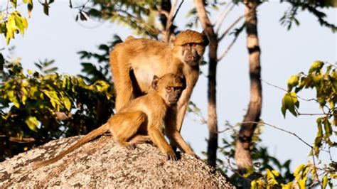 Spotting Wildlife in Malawi - David's Been Here