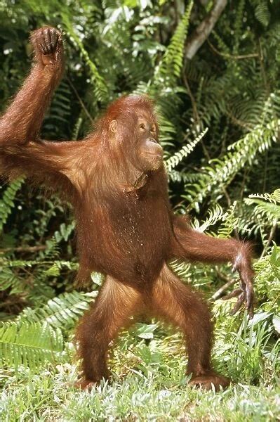 ORANG-UTAN standing dancing available as Framed Prints, Photos, Wall ...