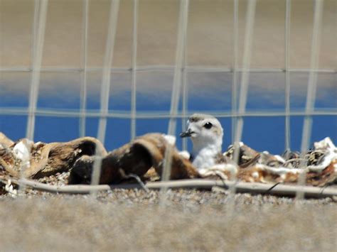 Western Snowy Plover Monitoring at Point Reyes National Seashore (U.S ...