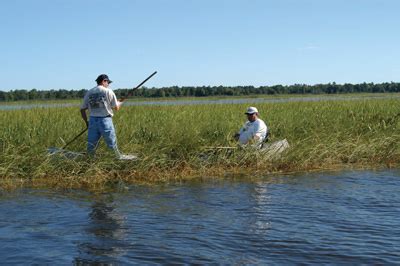 Rice Goes Wild - Minnesota's Harvest - Good food World