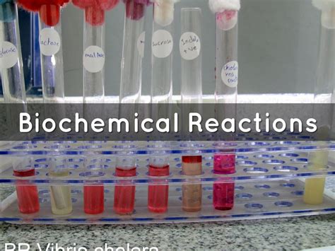 Biochemical Reactions by jennifer.daniel