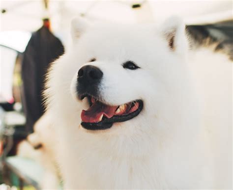 Samoyed | VirtualWolf | Flickr