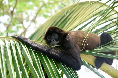 Panama Wildlife – Ramdas Iyer Photography