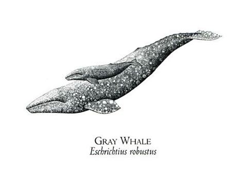 Notecards:Gray Whale Illustration: NC103egi | Whale illustration, Gray whale, Whale