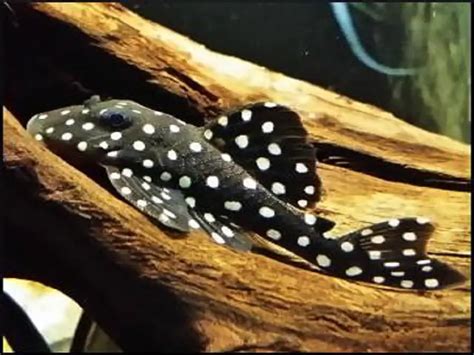 The Complete Guide to Snowball Pleco Care | Fishkeeping World