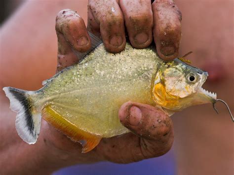 Piranha attacks on swimmers in Brazil leave over 50 people injured as droughts force the lethal ...