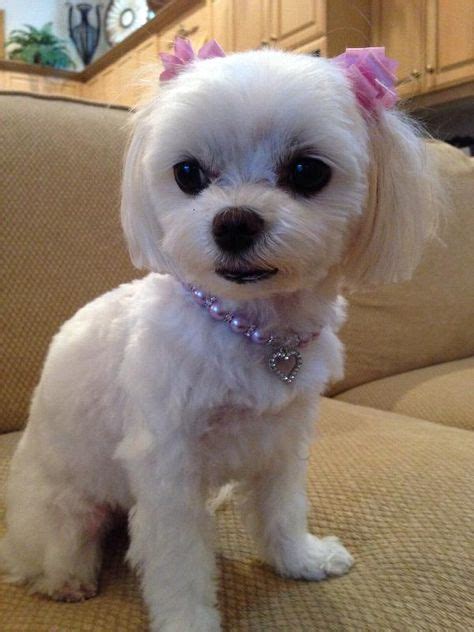 25 Best Maltese dog Grooming images | Dog grooming, Maltese, Maltese dogs