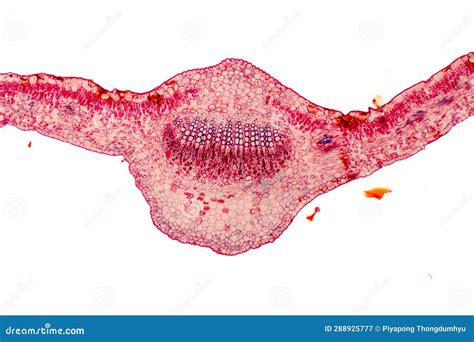 Plant Tissues Under the Microscope in the Laboratory. Stock Image - Image of laboratory, design ...