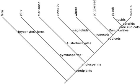 Phylogenetic tree view | The Botanist in the Kitchen