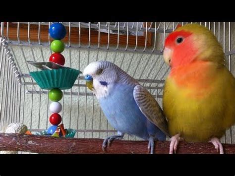 Foraging toys for budgies & lovebirds | Budgies, Diy bird toys, Budgie toys