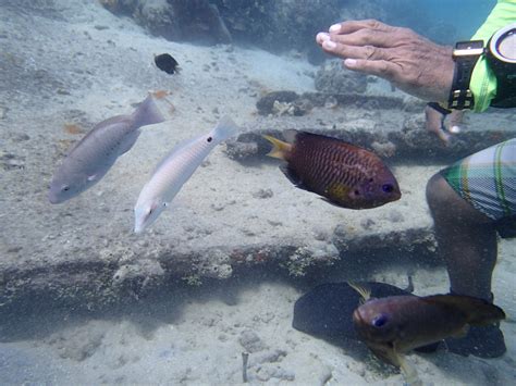 Diving in the Piti area, Guam | PADI AWARE