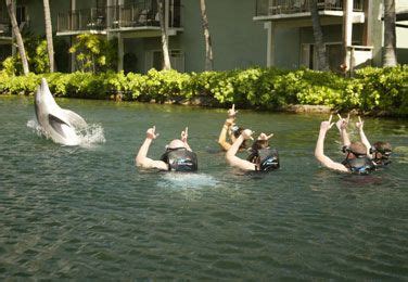 Dolphin Quest Oahu | Oahu activities, Dolphin quest, Oahu