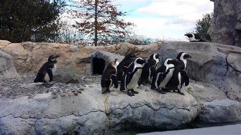 Penguin Exhibit at Mystic Aquarium - YouTube