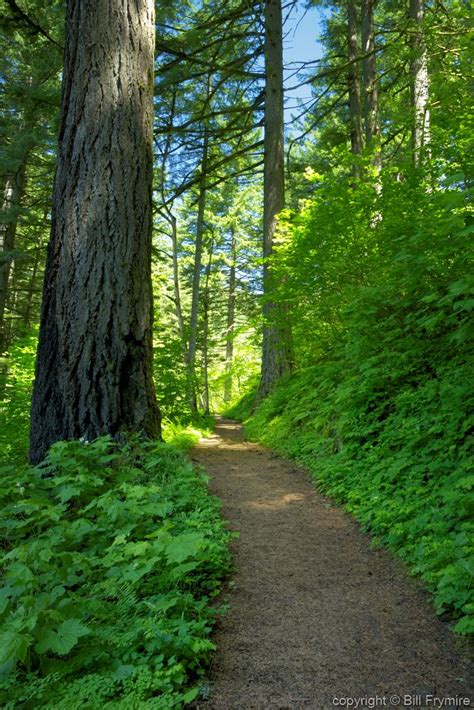 Forest walking path Columbia River Gorge