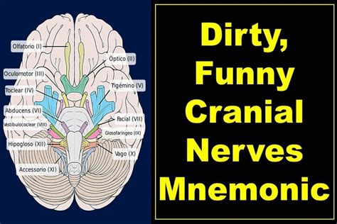 12 Cranial Nerves Mnemonics: Dirty, Funny Acronym Tricks