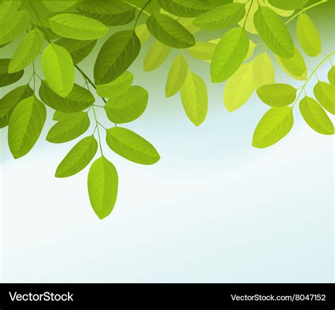 Nature background with tree leaves Royalty Free Vector Image