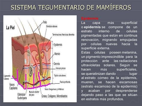 Tejidos Animales