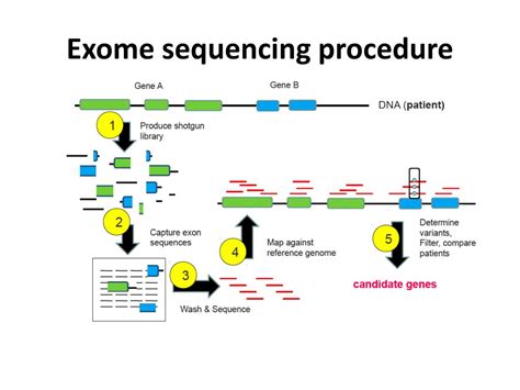 PPT - Whole Exome Sequencing for Variant Discovery and Prioritisation ...