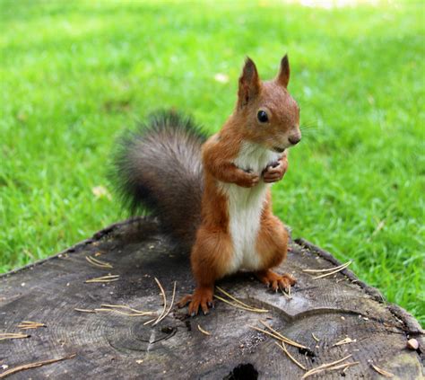 Common forest squirrel in the forest park Royalty-Free Stock Image - Storyblocks