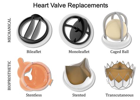 Heart valve anatomy, valve disease and heart valve replacement