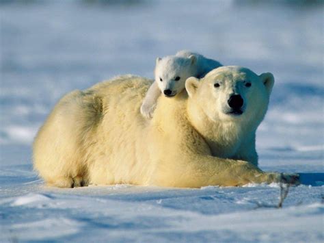 The Jungle Store: Blubber Eating Bears