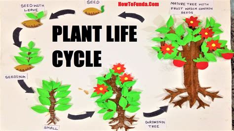 Plant life cycle model for school science exhibition for students - Free Science | Maths ...