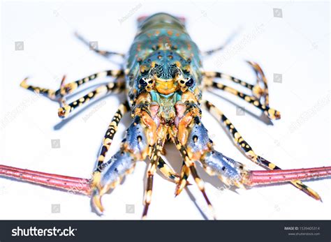 415 Rainbow Lobster Images, Stock Photos & Vectors | Shutterstock