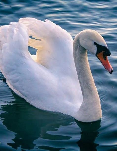 White swan- the Danish national bird Swan Animal, National Animal ...