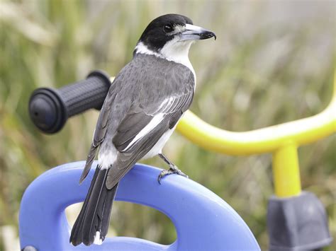 Grey Butcherbird • ReWild Perth