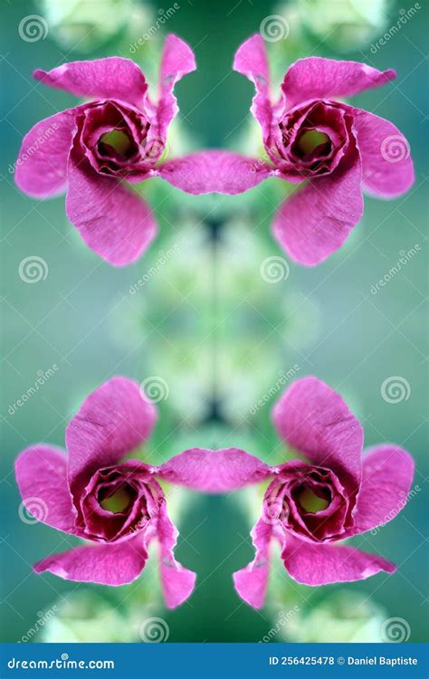 Pink Flowers with a Symmetry Effect Stock Photo - Image of green, pink: 256425478