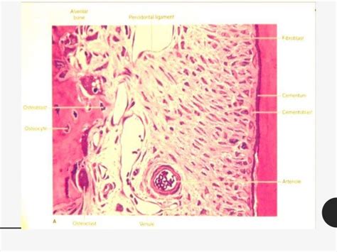 Oral Histology - Periodontal ligament