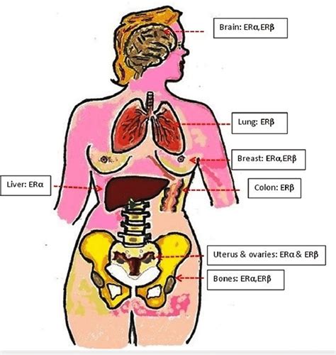 The distribution of ER subtypes in the human body. ER: estrogen ...