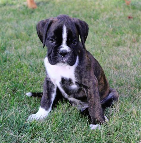 Boxer puppies for sale | DOGVA.com