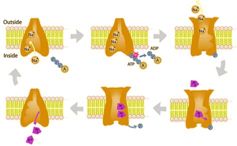 The Sodium-Potassium Pump