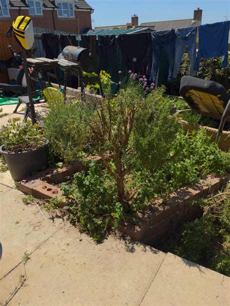 Rosemary pruning — BBC Gardeners' World Magazine