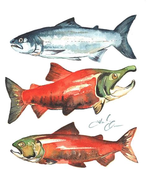 Salmon Watercolor Print PNW Fish Wall Art Fisherman - Etsy | Fish wall ...