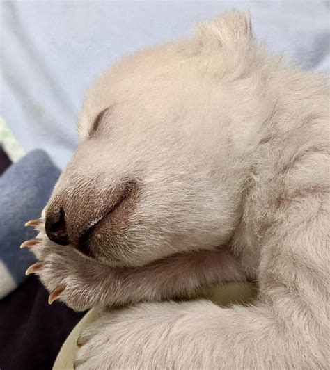 Detroit Zoo welcomes first 2 polar bear cubs born since 2004