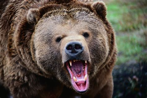 Download Animal Bear 4k Ultra HD Wallpaper