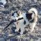 Samusky | 12 Amazing Things About Samoyed Husky Mixed Dog Breed