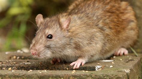 Ratten im Garten: Das können Sie dagegen tun