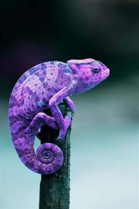 Purple Chameleon by georgia | Chain's | Animals, Reptiles, Chameleon