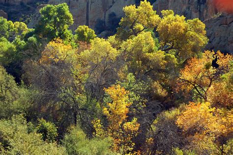 Fall colors | More fall colors at the Thompson Arboretum, ne… | Flickr