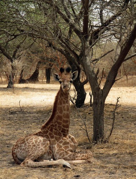 A Senegal Safari: Wildlife, Culture, and Conservation - Oceanic Society