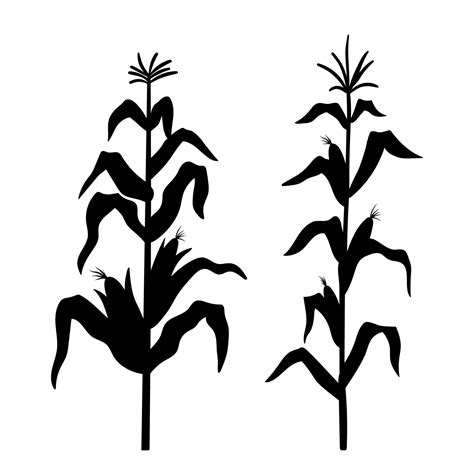 Silhouette of growing corn. Vector black illustration of vegetable harvest isolated on white ...